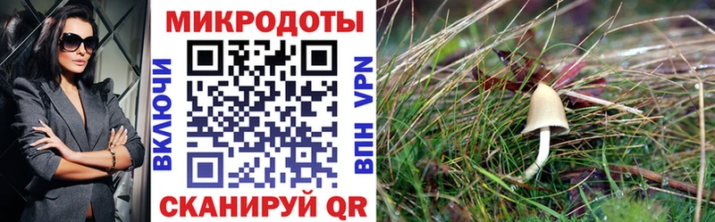 Псилоцибиновые грибы Psilocybine cubensis  магазин продажи наркотиков  Бирюсинск 